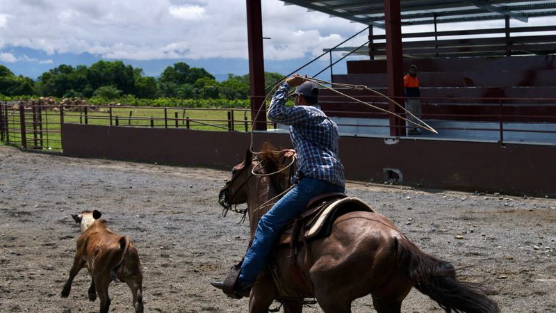 Rodeo rider on horse at county fair